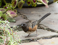 Spotted Towhee